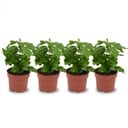 4x Coffea Arabica Kaffeepflanze - Ø 12 cm - Höhe: 25 cm