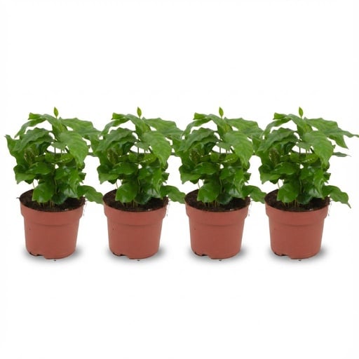 "4x Coffea Arabica Kaffeepflanze - Ø 12 cm - Höhe: 25 cm image"