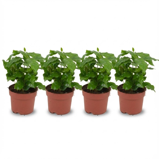 "4x Coffea Arabica Kaffeepflanze - Ø 12 cm - Höhe: 25 cm image"