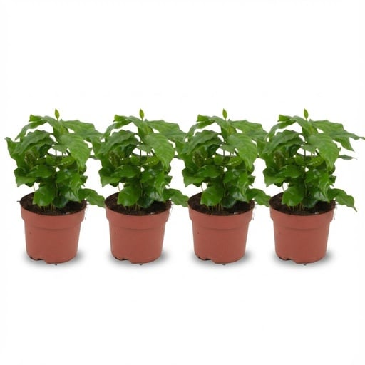 "Kaffeepflanze 4er-Set (Coffea arabica) – pflegeleichte Zimmerpflanze, Topf-Ø 12 cm, Höhe ca. 25 cm image"