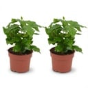 2x Coffea Arabica Kaffeepflanze - Ø 12 cm - Höhe: 25 cm