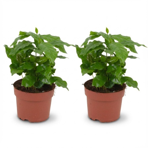 "2x Coffea Arabica Kaffeepflanze - Ø 12 cm - Höhe: 25 cm image"