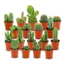 Mini Kakteen Set - 18 Stück - Ø 5.5 cm - Höhe: 5-10 cm