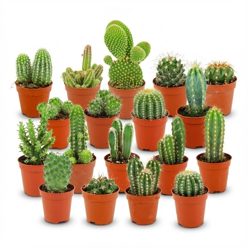 "Mini Kakteen Set - 18 Stück - Ø 5.5 cm - Höhe: 5-10 cm image"
