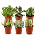 Mini Sukkulenten Mix - 6 Stück - Ø 5,5 cm - Höhe: 5-10 cm
