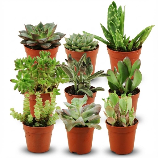 "Mini Sukkulenten Mix - 9 Stück - Ø 5,5 cm - Höhe: 5-10 cm image"