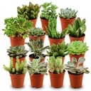 Mini Sukkulenten Mix - 15 Stück - Ø 5,5 cm - Höhe: 5-10 cm