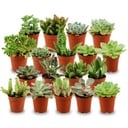 Mini Sukkulenten Mix - 18 Stück - Ø 5,5 cm - Höhe: 5-10 cm