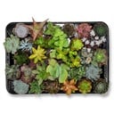 Mini Sukkulenten Mix - 30 Stück - Ø 5,5 cm - Höhe: 5-10 cm