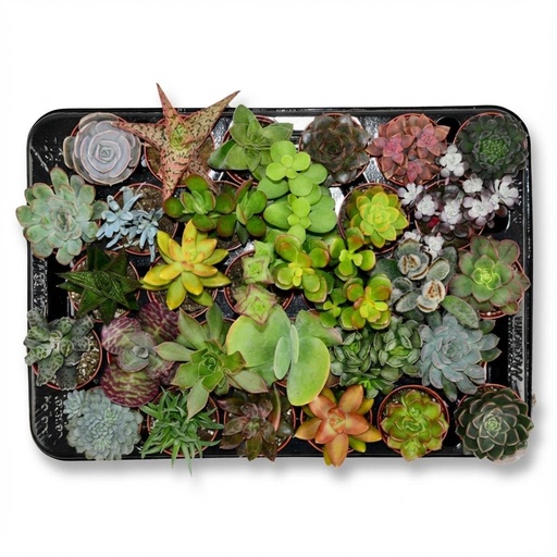"Mini Sukkulenten Mix - 30 Stück - Ø 5,5 cm - Höhe: 5-10 cm image"