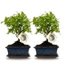 Bonsai Kugelform Baum - 2 Stück - Höhe: 25-30 cm (Keramik-Mix)