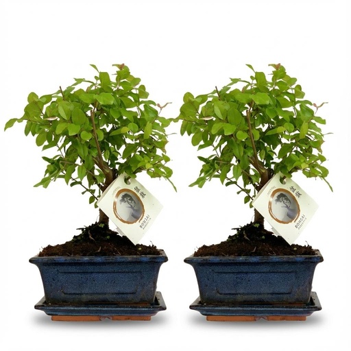 "Bonsai Kugelform Baum - 2 Stück - Höhe: 25-30 cm (Keramik-Mix) image"