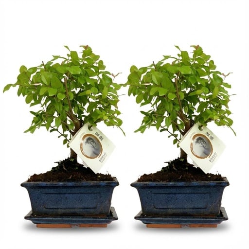 "Bonsai Tree in Ball Shape - 2 Pieces - Height: 25-30 cm (Ceramic Mix) image"