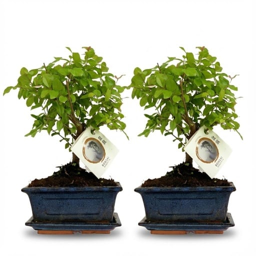 "Bonsai in Kugelform 2er-Set – Höhe ca. 25–30 cm, in Keramikschale (Farbe sortiert) image"
