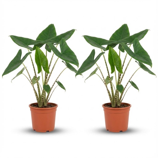 "Alocasia Zebrina - 2 Stück - Ø 21 cm - Höhe: 70 - 75 cm image"
