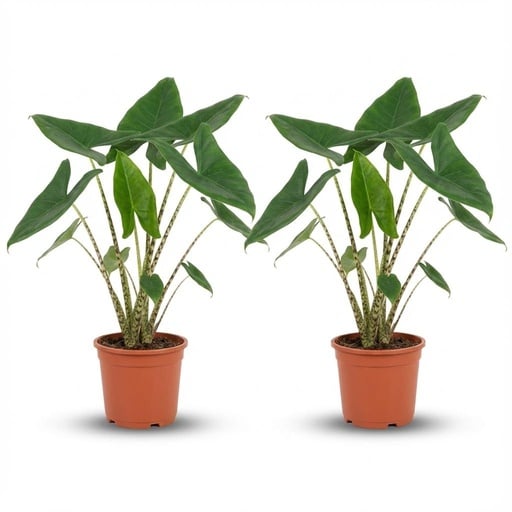 "Pfeilblatt 2er-Set (Alocasia zebrina) – pflegeleichte Zimmerpflanze, Topf-Ø 21 cm, Höhe ca. 70–75 cm image"