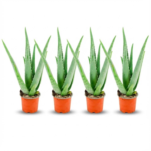"Aloë Vera - 4 Stück - Ø 10,5 cm - Höhe: 35 - 40cm image"