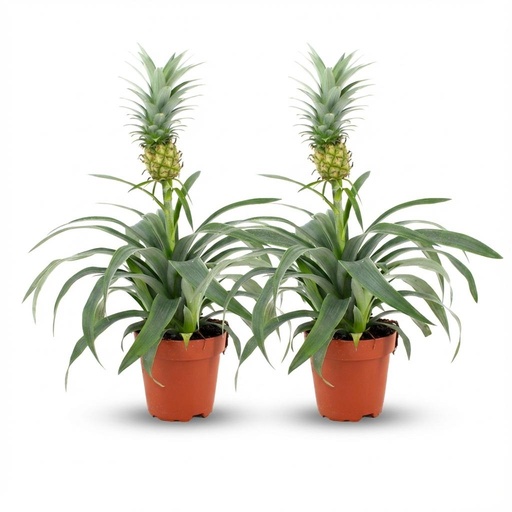 "Ananaspflanze Mi Amigo - 2 Stück - Ø 12 cm - Höhe: 35 - 40 cm image"