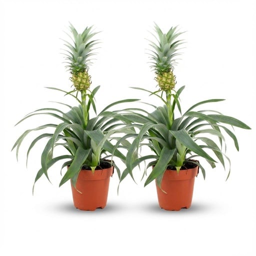 "Zierananas (Ananaspflanze mi) – pflegeleichte Zimmerpflanze, Topf-Ø 12 cm, Höhe ca. 12 cm image"