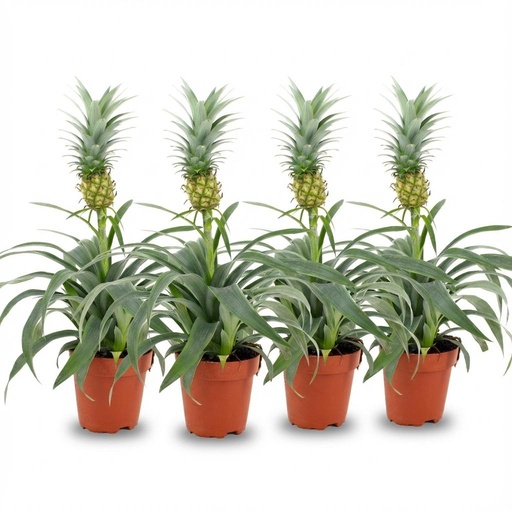 "Ananaspflanze Mi Amigo - 4 Stück - Ø 12 cm - Höhe: 35 - 40 cm image"