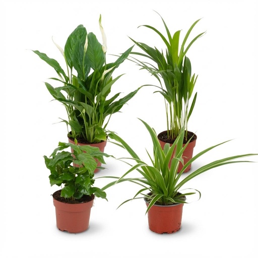 "Luftreinigende Zimmerpflanzen - Ø 12 cm - Höhe: 30-40 cm image"