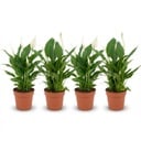 Spathiphyllum Einblatt - 4 Stück - Ø 12 cm - Höhe: 35 - 40 cm