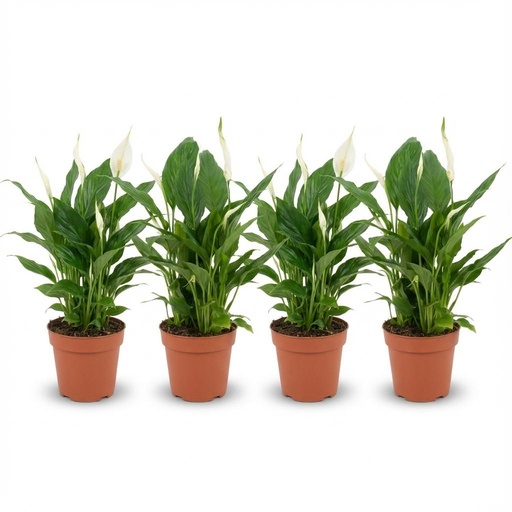 "Spathiphyllum Einblatt - 4 Stück - Ø 12 cm - Höhe: 35 - 40 cm image"