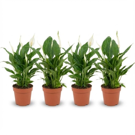 "Einblatt 4er-Set (Spathiphyllum) – pflegeleichte Zimmerpflanze, Topf-Ø 12 cm, Höhe ca. 35–40 cm image"