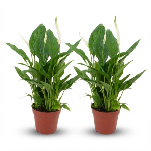 "Einblatt (Spathiphyllum) – winterharte Staude, Topf-Ø 12 cm, Höhe ca. 12 cm image"
