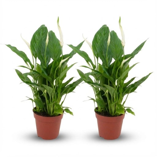 "Einblatt (Spathiphyllum) – winterharte Staude, Topf-Ø 12 cm, Höhe ca. 12 cm image"