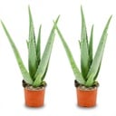Aloë Vera - 2 Stück - Ø 10,5 cm - Höhe: 35 - 40cm