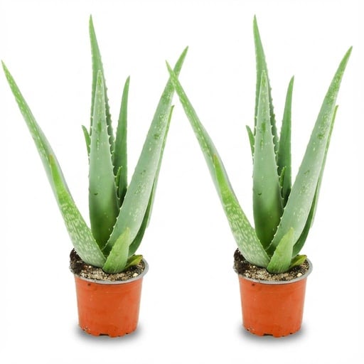 "Echte Aloe (Aloe vera) – pflegeleichte Zimmerpflanze, Topf-Ø 10,5 cm, Höhe ca. 10,5 cm image"