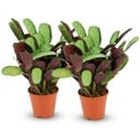Ctenanthe Amagris - 2 Stück - Ø 14 cm - Höhe: 25 - 35 cm