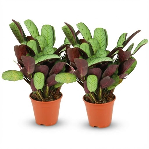 "Kamm-Marante (Ctenanthe burle-marxii) – pflegeleichte Zimmerpflanze, Topf-Ø 14 cm, Höhe ca. 14 cm image"