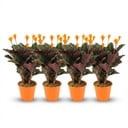 Calathea Crocata - 4 Stück - Ø 14 cm - Höhe: 40 - 45cm