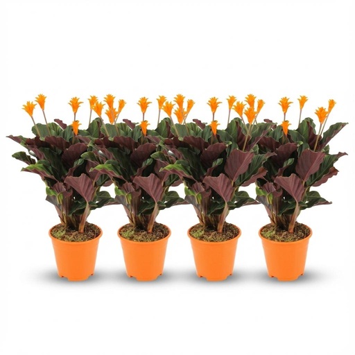 "Calathea Crocata - 4 Stück - Ø 14 cm - Höhe: 40 - 45cm image"