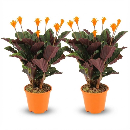 "Calathea Crocata - 2 Stück - Ø 14 cm - Höhe: 40 - 45cm image"