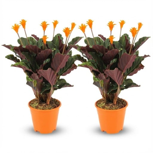 "Safran-Korbmarante (Calathea crocata) – pflegeleichte Zimmerpflanze, Topf-Ø 14 cm, Höhe ca. 14 cm image"