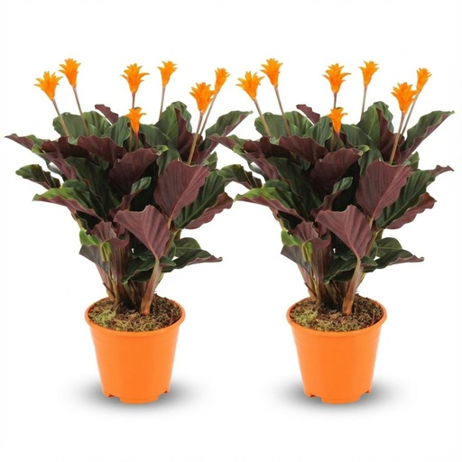 "Safran-Korbmarante 2er-Set (Calathea crocata) – pflegeleichte Zimmerpflanze, Topf-Ø 14 cm, Höhe ca. 40–45 cm image"