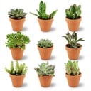 Mini Sukkulenten Mix - 9 Stück - Ø 8,1 cm - Höhe: 5-10 cm - Terrakottatöpfe
