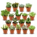 Mini Sukkulenten Mix - 18 Stück - Ø 8,1 cm - Höhe: 5-10 cm - Terrakottatöpfe