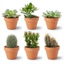 Mini Kakteen & Sukkulenten Mix - 6 Stück - Ø 8,1 cm - Höhe: 5-10 cm - Terrakottatöpfe