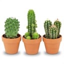Mini Kakteen Mix - 3 Stück - Ø 8,1 cm - Höhe: 5-10 cm - Terrakottatöpfe