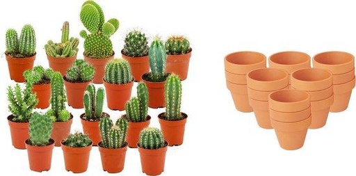 "Mini Kakteen Mix - 18 Stück - Ø 8,1 cm - Höhe: 5-10 cm - Terrakottatöpfe image"