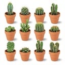 Mini Kakteen Mix - 12 Stück - Ø 8,1 cm - Höhe: 5-10 cm - Terrakottatöpfe