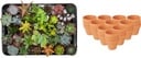 Mini Sukkulenten Mix - 30 Stück - Ø 8,1 cm - Höhe: 5-10 cm - Terrakottatöpfe