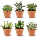 Mini Sukkulenten Mix - 6 Stück - Ø 8,1 cm - Höhe: 5-10 cm - Terrakottatöpfe