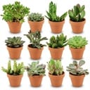 Mini Sukkulenten Mix - 12 Stück - Ø 8,1 cm - Höhe: 5-10 cm - Terrakottatöpfe