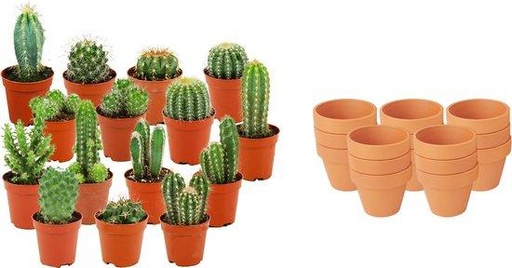 "Mini Kakteen Mix - 15 Stück - Ø 8,1 cm - Höhe: 5-10 cm - Terrakottatöpfe image"