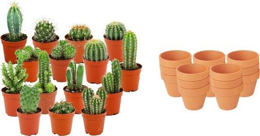 "Kakteen-Mix 15er-Set – pflegeleichte Zimmerpflanzen, Topf-Ø 8,1 cm, Höhe ca. 5–10 cm, im Terrakotta-Topf image"
